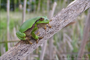 Amphibien