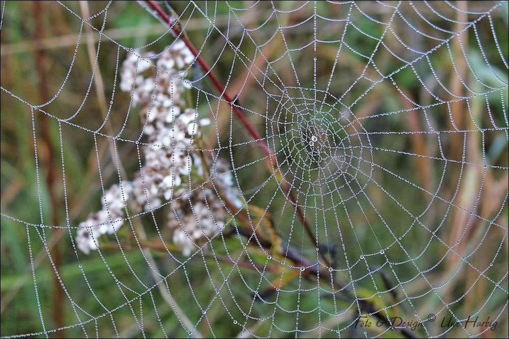 Spinnweben