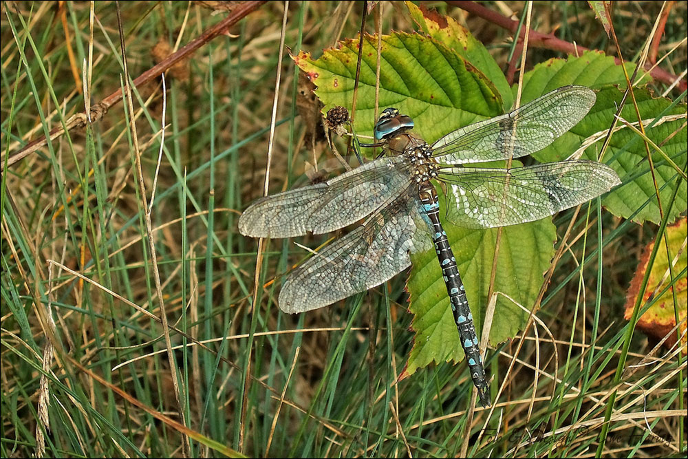 Libelle