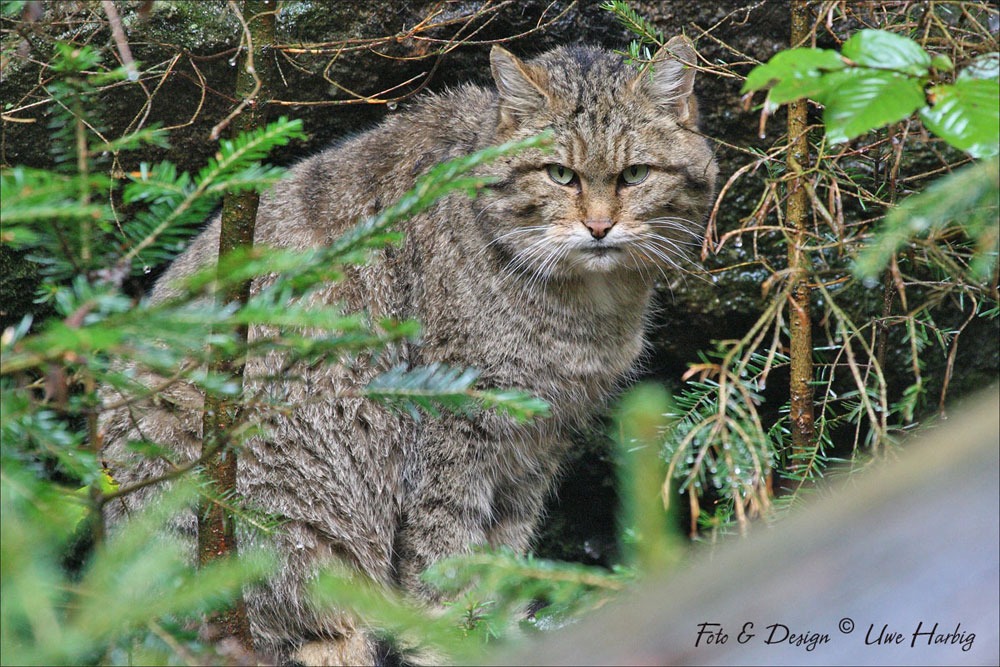 Wildkatze