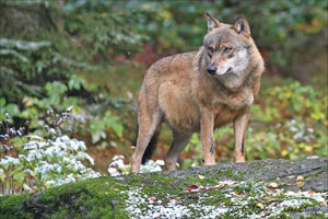 Wolf