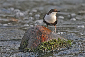 Wasseramsel