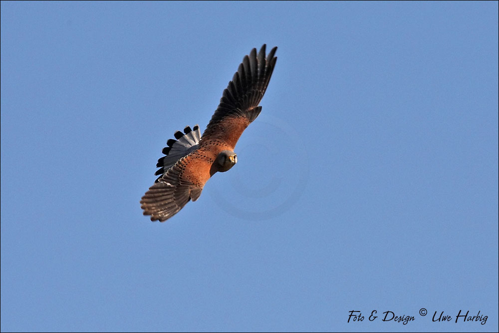Turmfalke