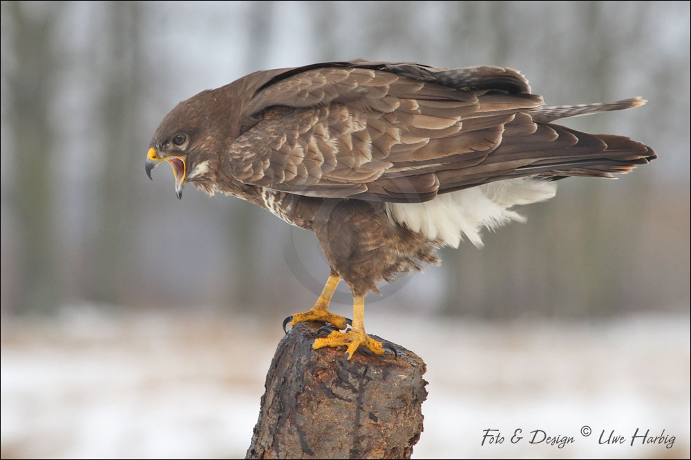 M&auml;usebussard
