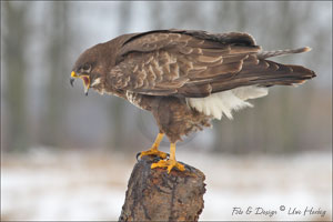 Greifvögel