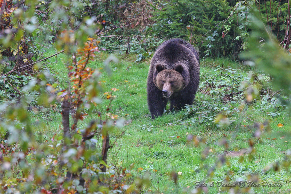 Braunb&auml;r