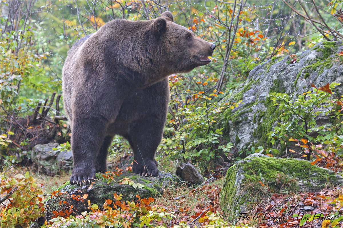 Braunb&auml;r