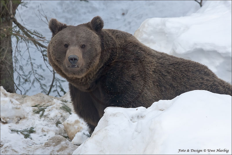 Braunb&auml;r