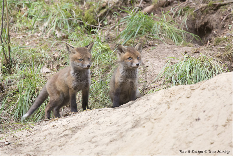 Fuchs