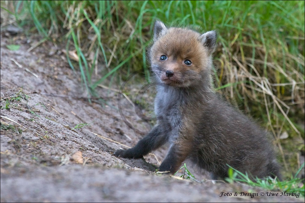 Fuchs