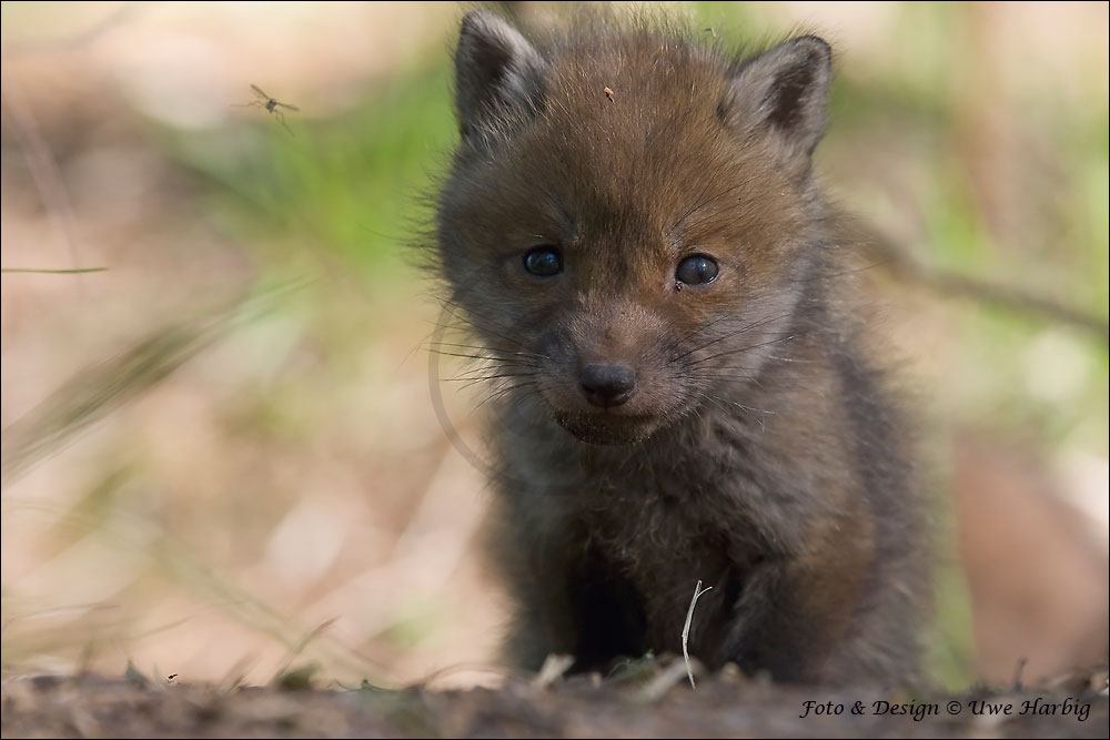 Fuchs