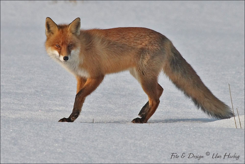 Fuchs