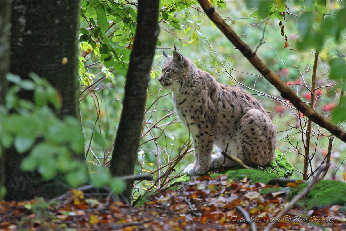 Luchs