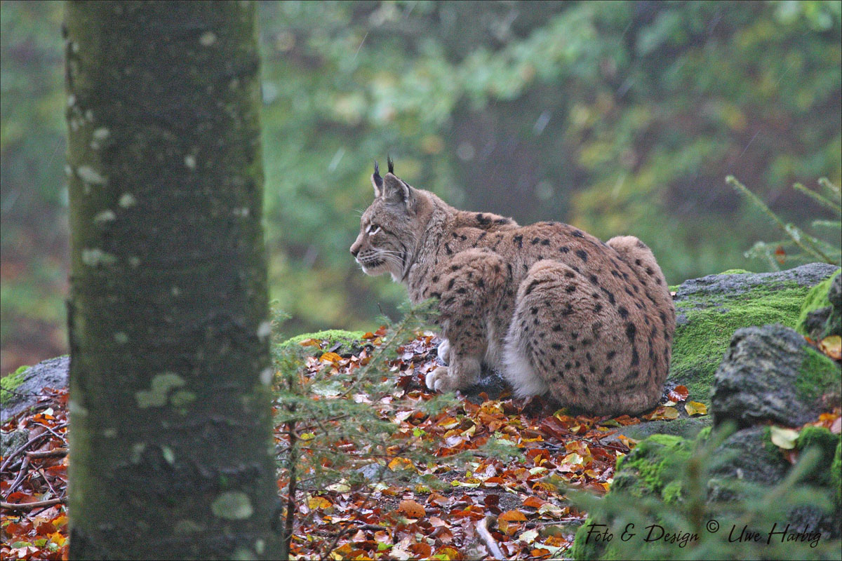 Luchs