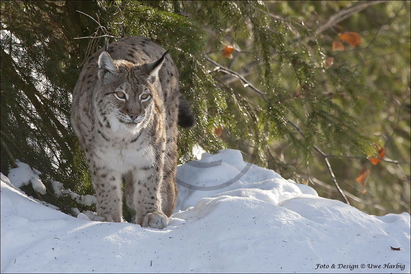 Luchs