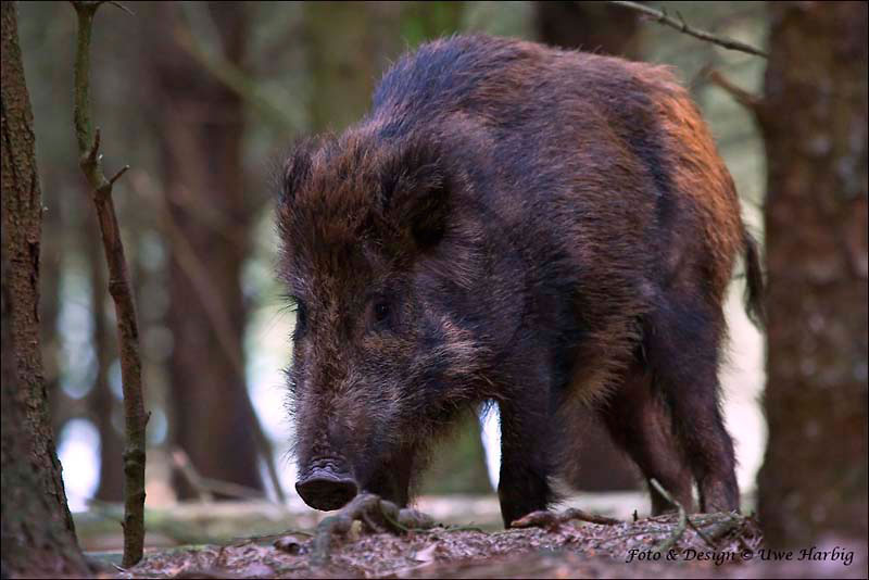 Schwarzwild