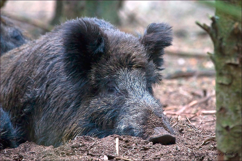 Schwarzwild