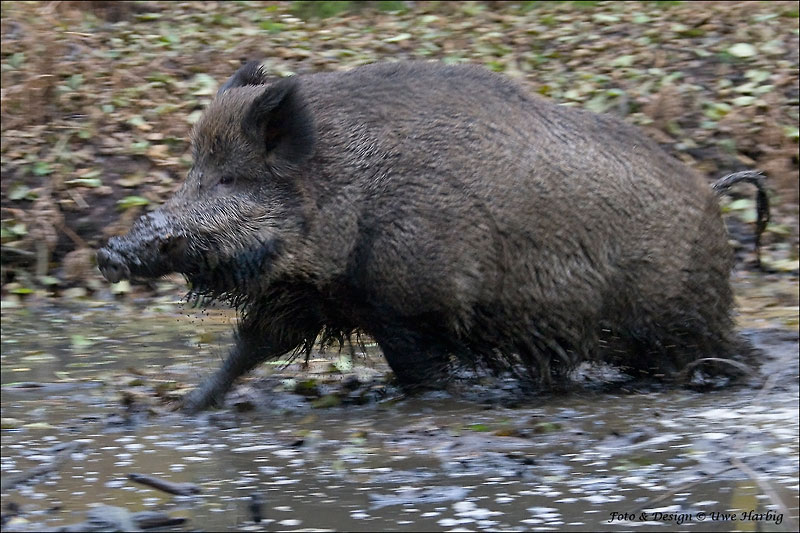 Schwarzwild