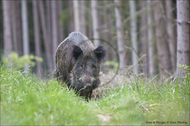 Schwarzwild