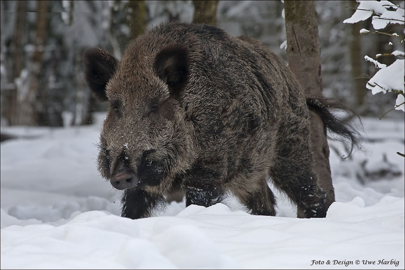 Schwarzwild