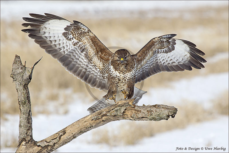 M&auml;usebussard