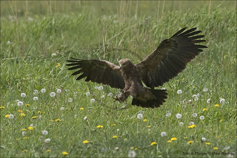 Schreiadler