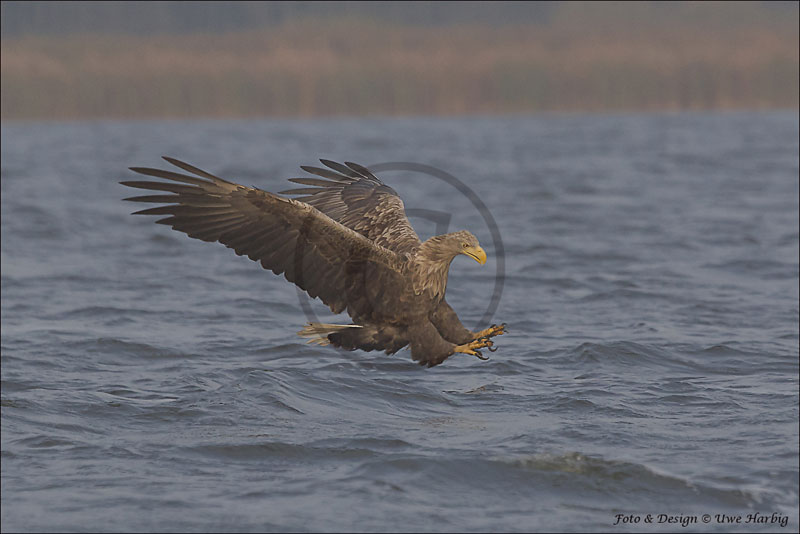 Seeadler