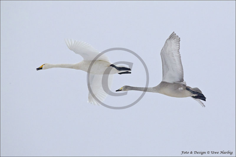 Singschwan